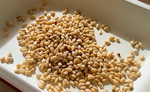 Pine nuts in a tray.