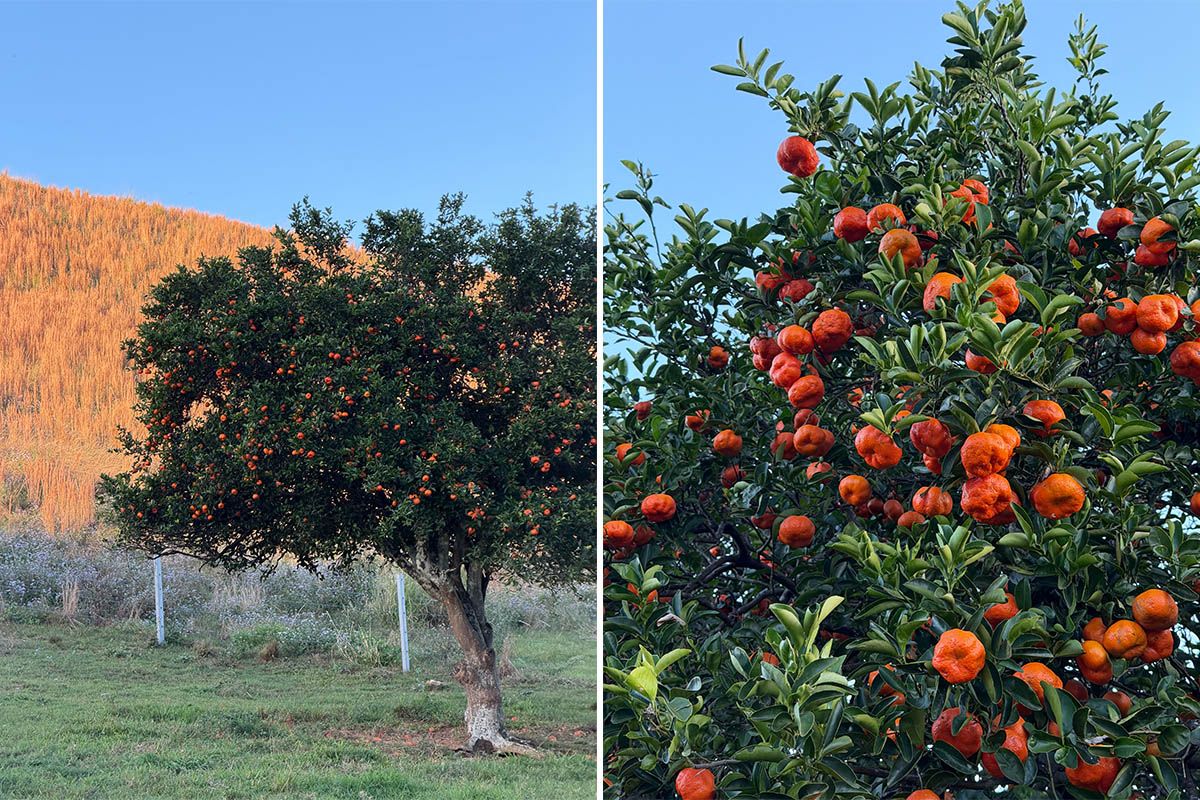 A clementine tree, cropped wide and close up.